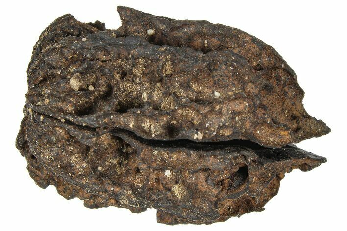 Pliocene Fossil Butternut Tree (Juglans) Nut - France #365382